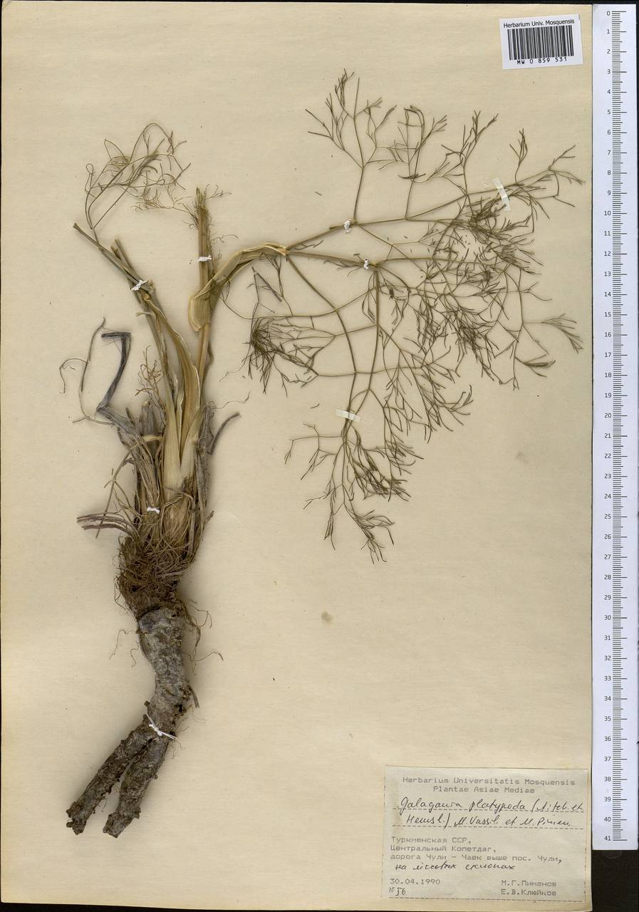 Galagania tenuisecta (Regel & Schmalh.) M.G.Vassiljeva & Pimenov, Middle Asia, Kopet Dag, Badkhyz, Small & Great Balkhan (M1) (Turkmenistan)