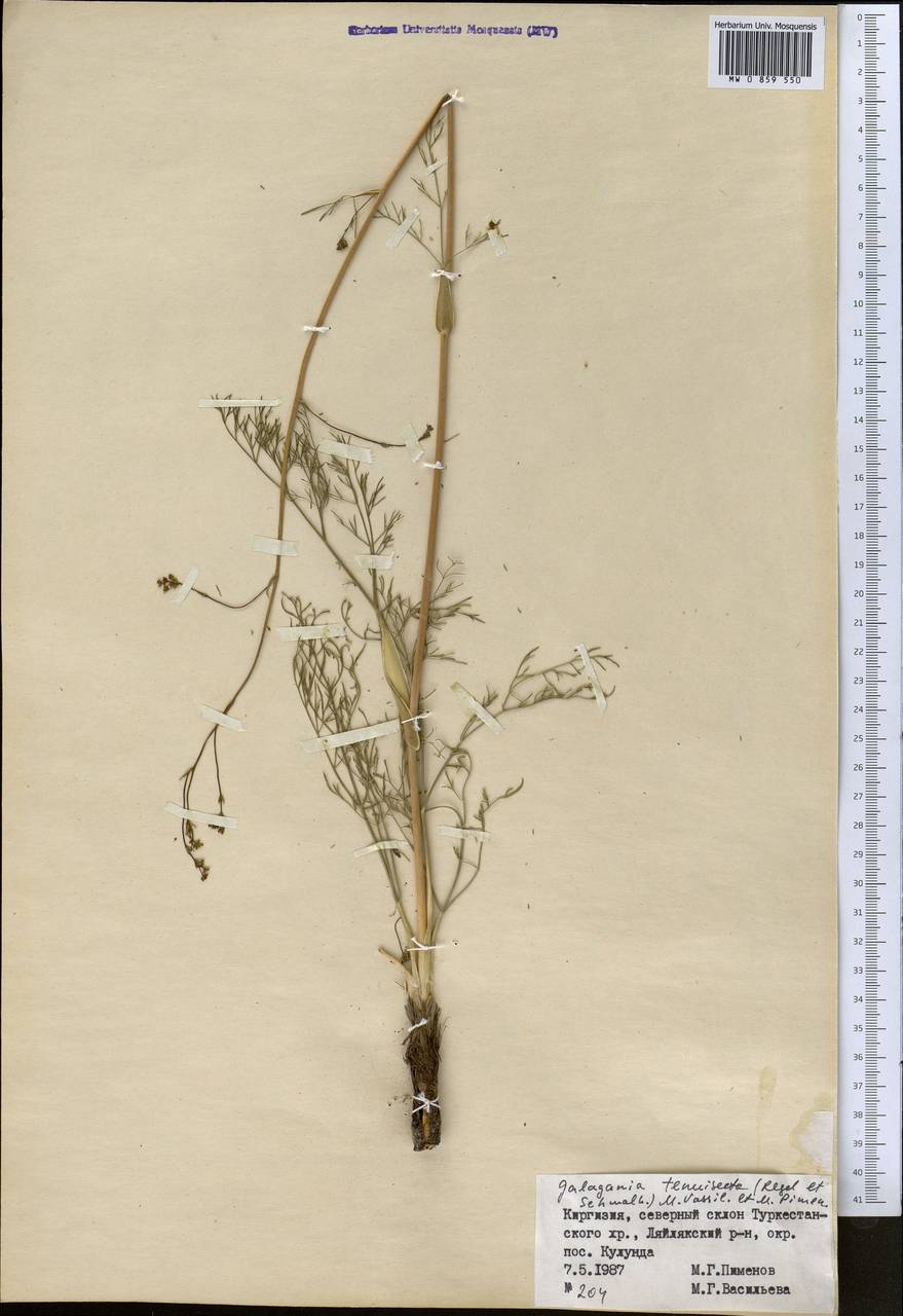 Galagania tenuisecta (Regel & Schmalh.) M.G.Vassiljeva & Pimenov, Middle Asia, Pamir & Pamiro-Alai (M2) (Kyrgyzstan)