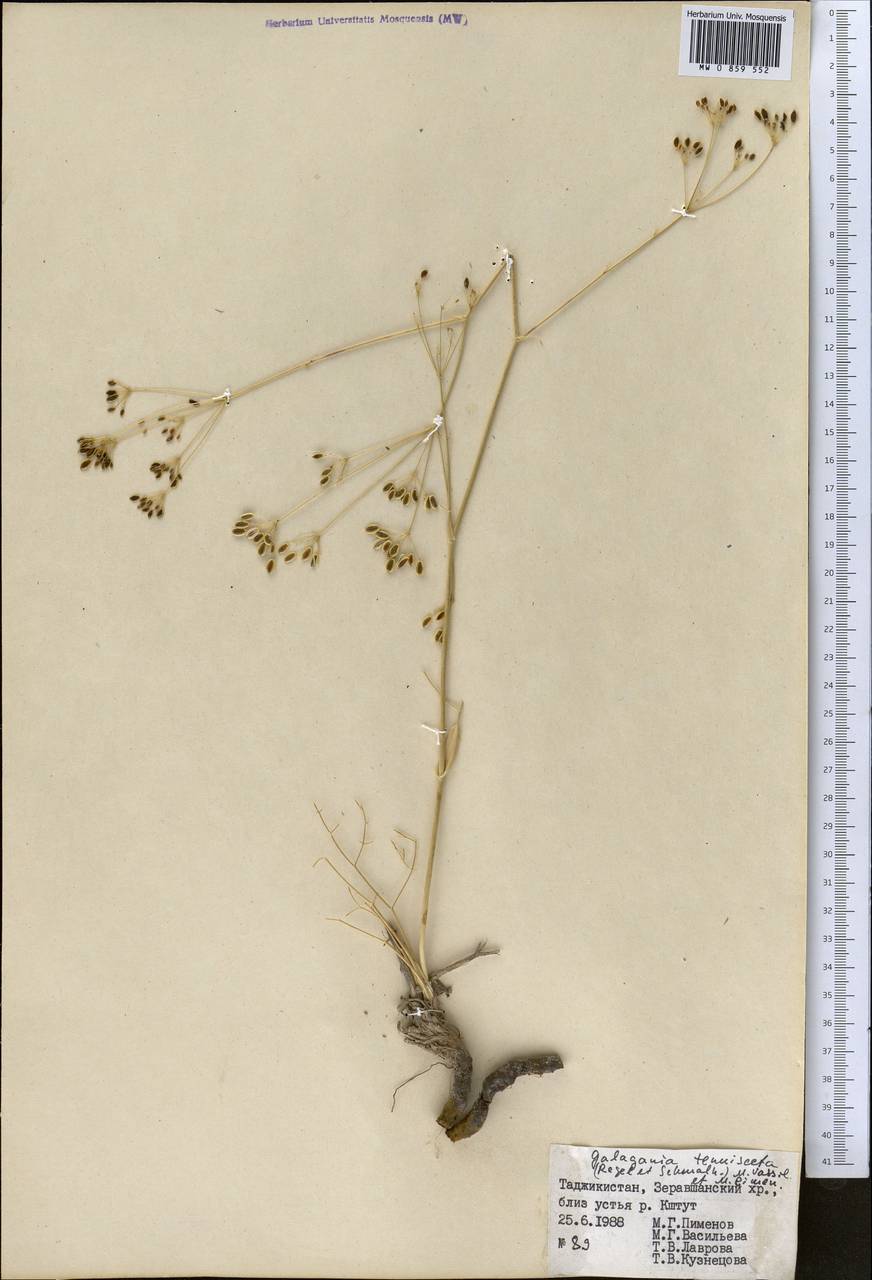 Galagania tenuisecta (Regel & Schmalh.) M.G.Vassiljeva & Pimenov, Middle Asia, Pamir & Pamiro-Alai (M2) (Tajikistan)