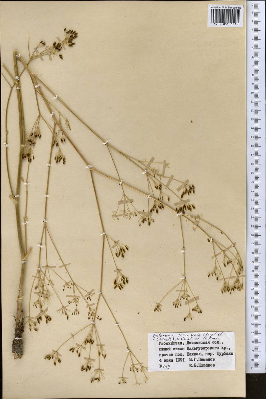 Galagania tenuisecta (Regel & Schmalh.) M.G.Vassiljeva & Pimenov, Middle Asia, Pamir & Pamiro-Alai (M2) (Uzbekistan)