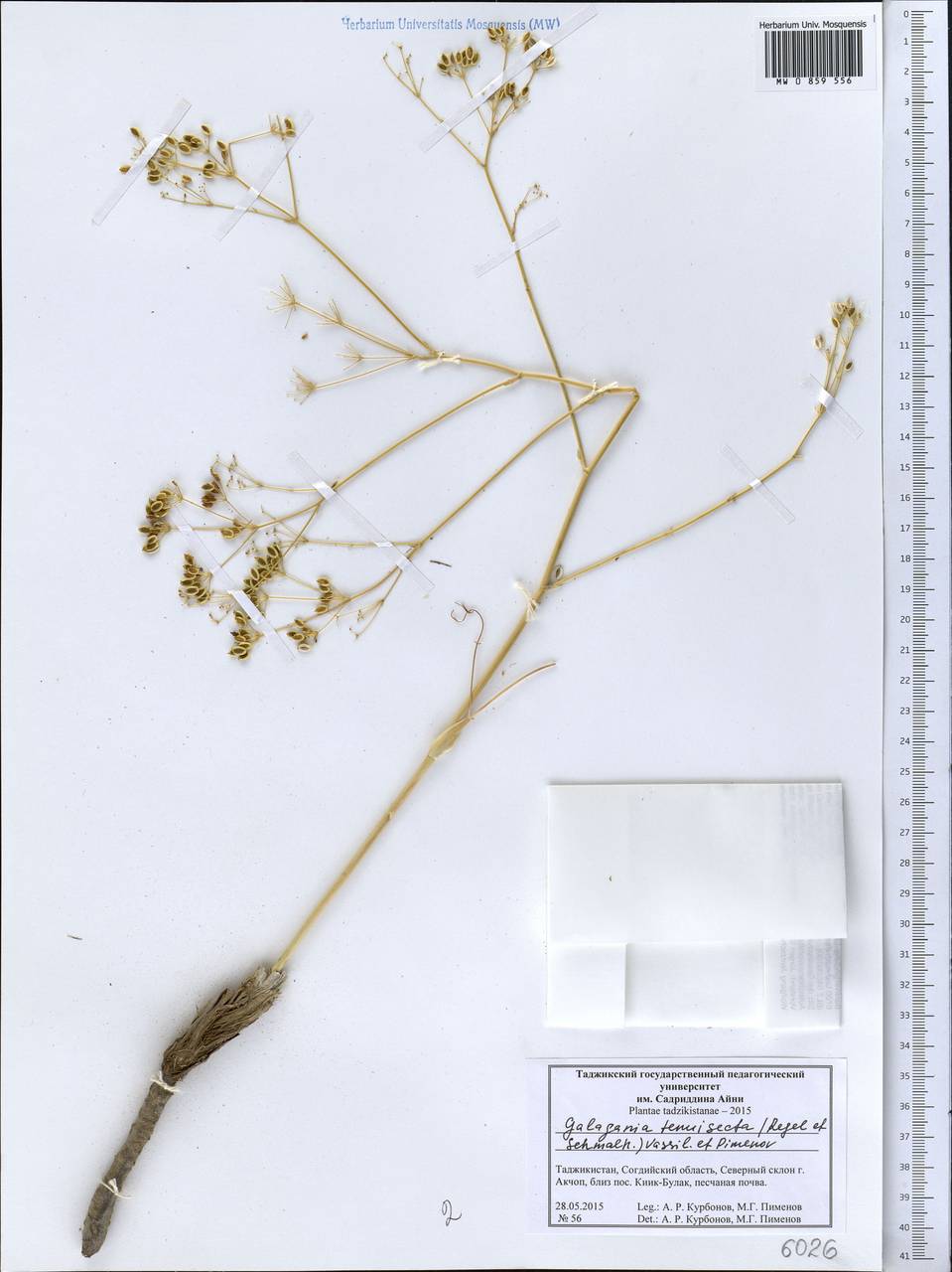 Galagania tenuisecta (Regel & Schmalh.) M.G.Vassiljeva & Pimenov, Middle Asia, Western Tian Shan & Karatau (M3) (Tajikistan)