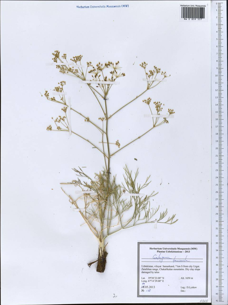 Galagania tenuisecta (Regel & Schmalh.) M.G.Vassiljeva & Pimenov, Middle Asia, Pamir & Pamiro-Alai (M2) (Uzbekistan)