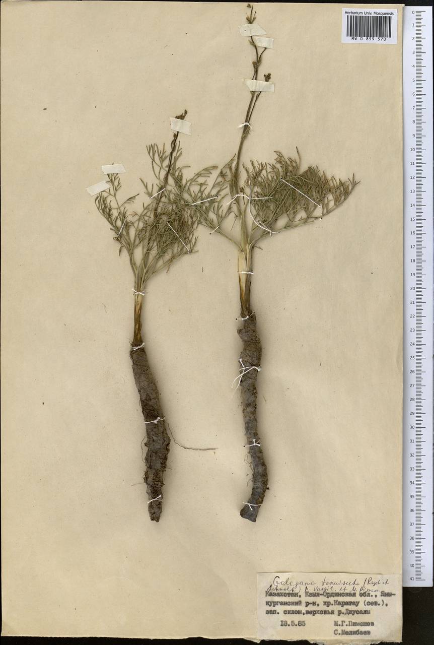 Galagania tenuisecta (Regel & Schmalh.) M.G.Vassiljeva & Pimenov, Middle Asia, Western Tian Shan & Karatau (M3) (Kazakhstan)