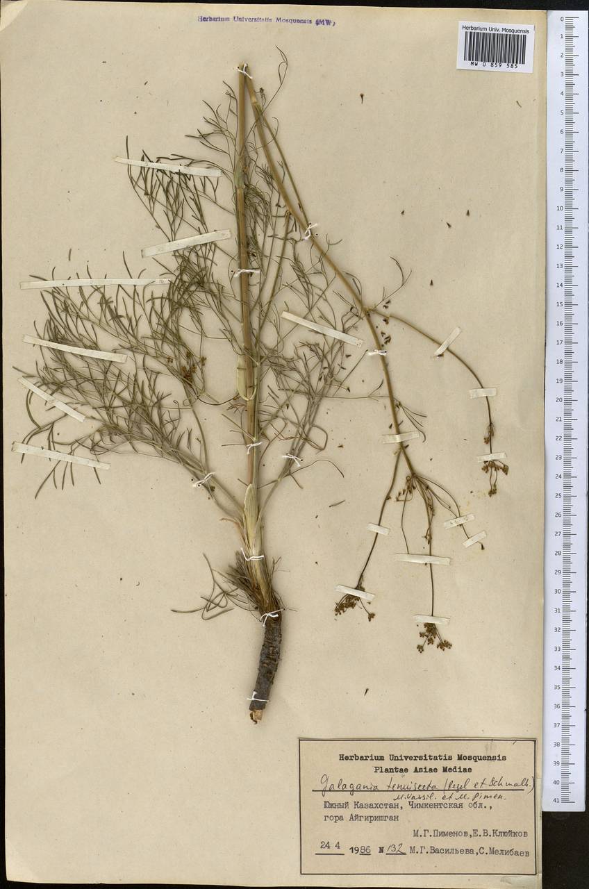 Galagania tenuisecta (Regel & Schmalh.) M.G.Vassiljeva & Pimenov, Middle Asia, Syr-Darian deserts & Kyzylkum (M7) (Kazakhstan)