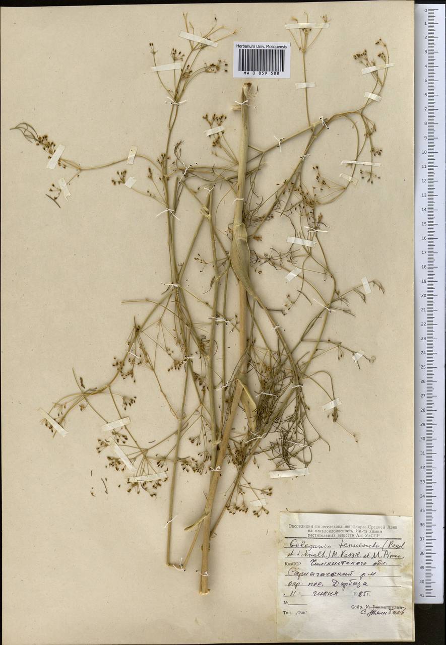 Galagania tenuisecta (Regel & Schmalh.) M.G.Vassiljeva & Pimenov, Middle Asia, Syr-Darian deserts & Kyzylkum (M7) (Tajikistan)
