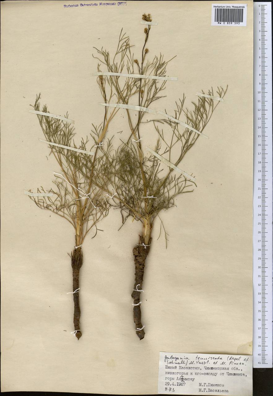 Galagania tenuisecta (Regel & Schmalh.) M.G.Vassiljeva & Pimenov, Middle Asia, Syr-Darian deserts & Kyzylkum (M7) (Kazakhstan)