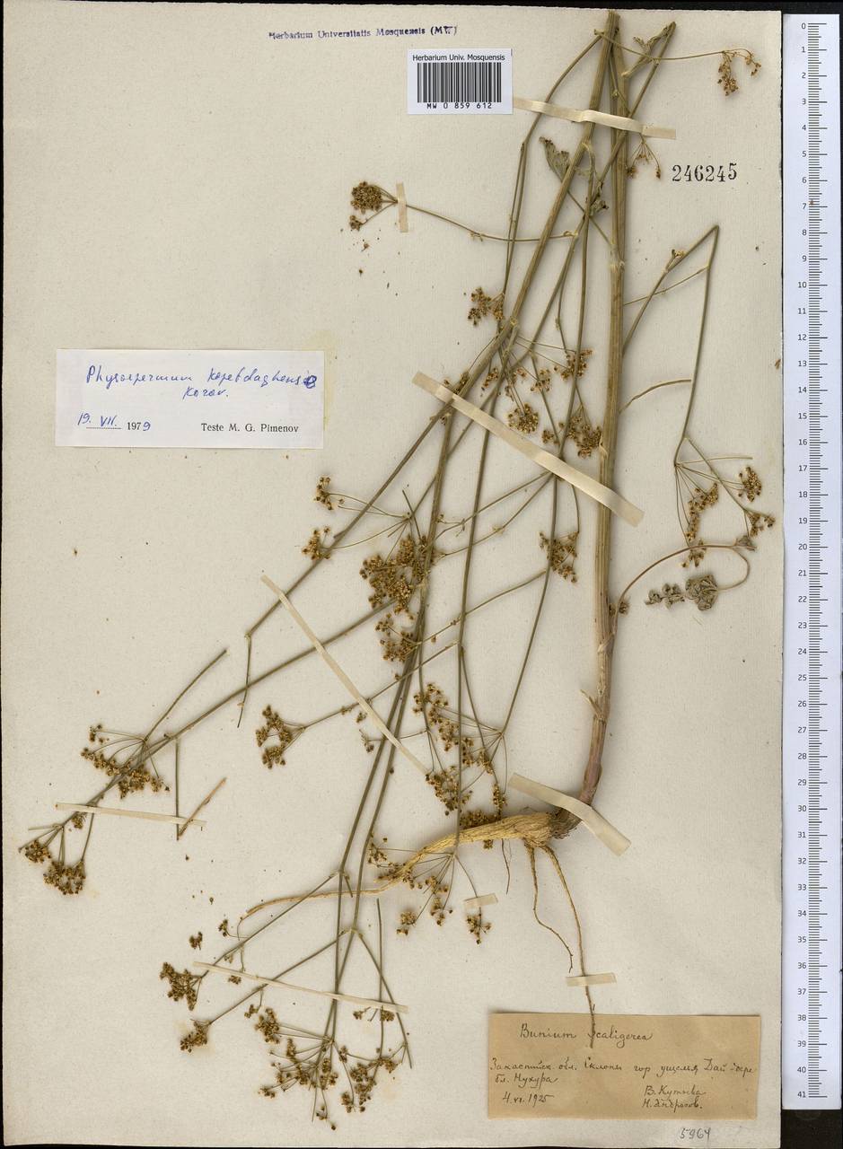 Kamelinia kopetdagensis (Korov.) F.O. Khassanov & I.I. Malzev, Middle Asia, Kopet Dag, Badkhyz, Small & Great Balkhan (M1) (Turkmenistan)