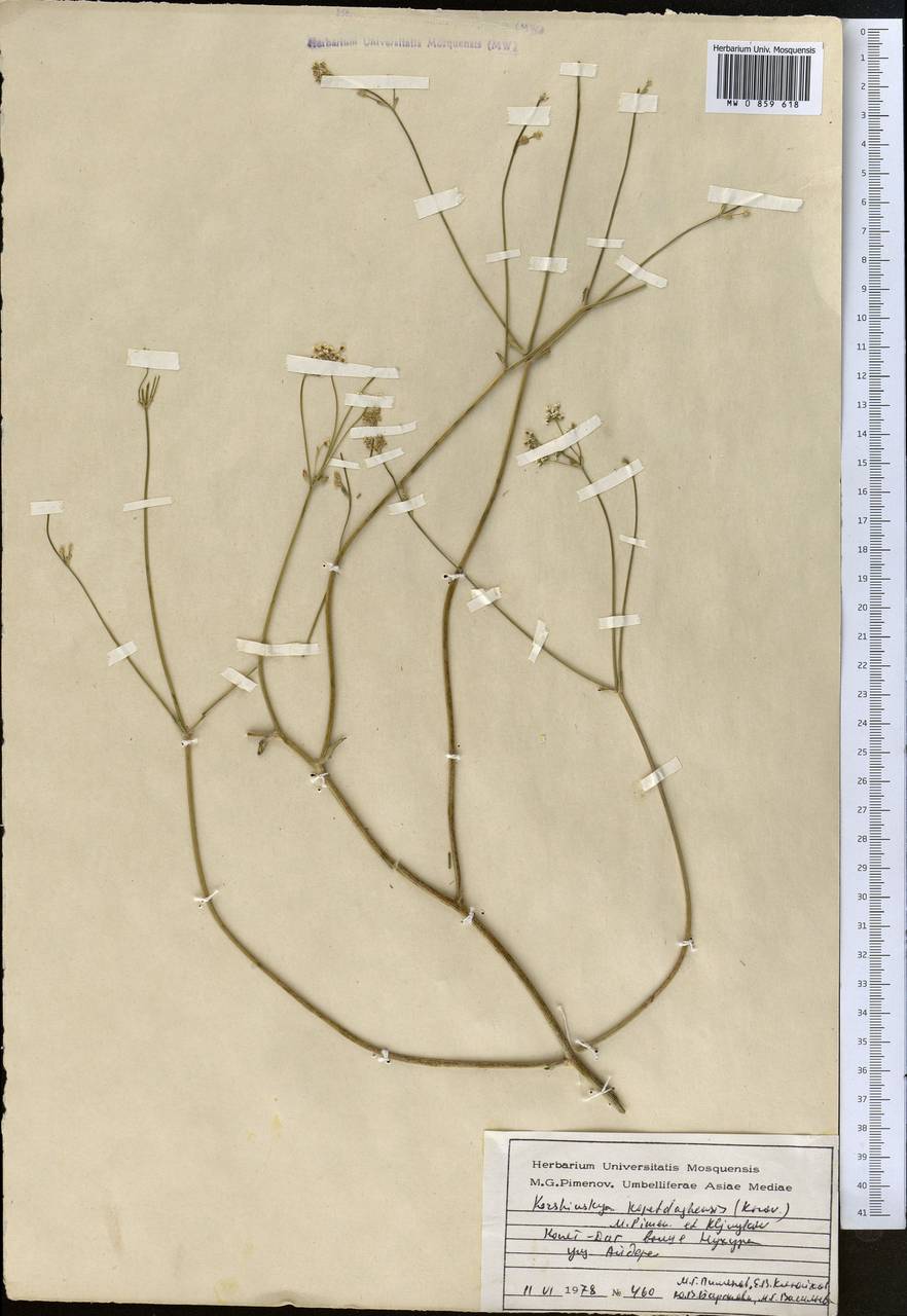Kamelinia kopetdagensis (Korov.) F.O. Khassanov & I.I. Malzev, Middle Asia, Kopet Dag, Badkhyz, Small & Great Balkhan (M1) (Turkmenistan)