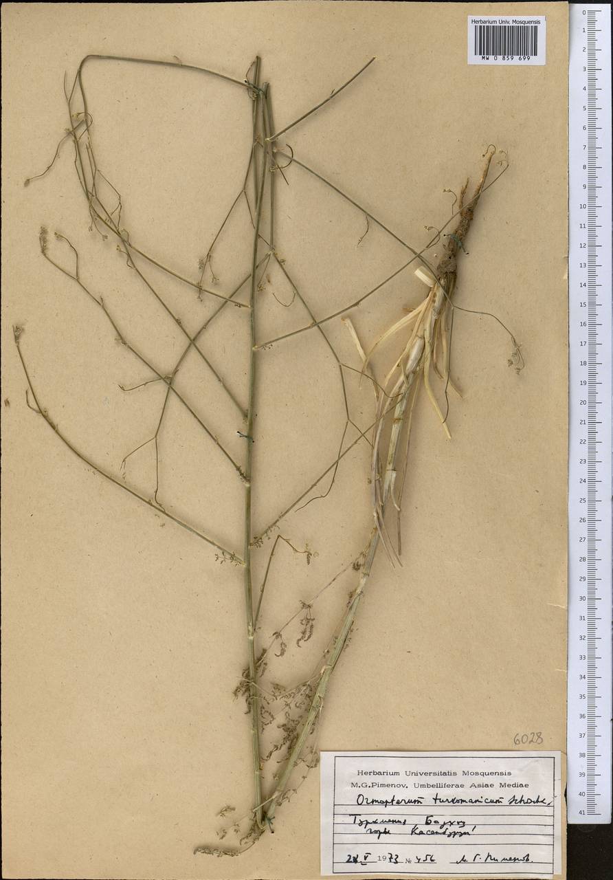 Ormopterum turcomanicum (Korovin) Schischk., Middle Asia, Karakum (M6) (Turkmenistan)