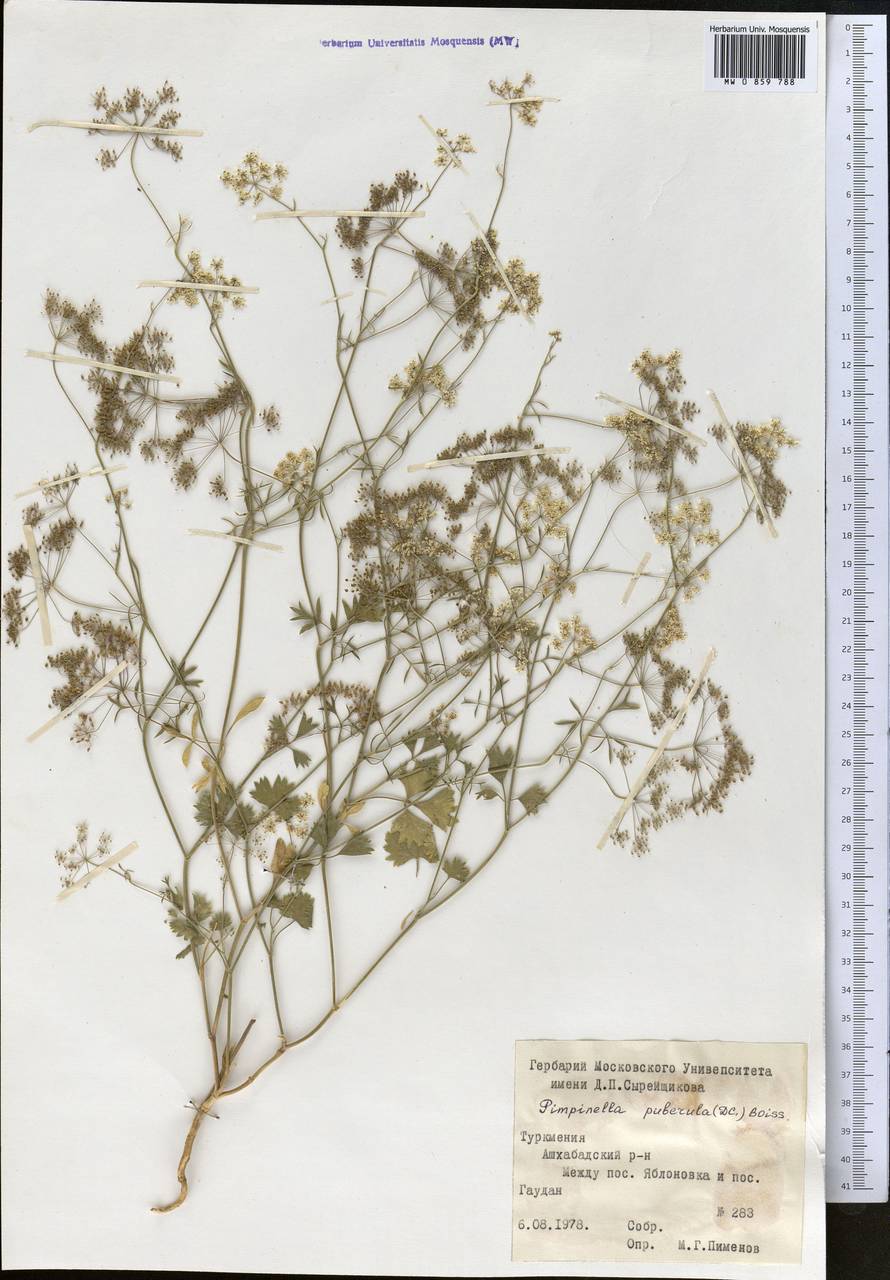 Pimpinella puberula (DC.) Boiss., Middle Asia, Kopet Dag, Badkhyz, Small & Great Balkhan (M1) (Turkmenistan)