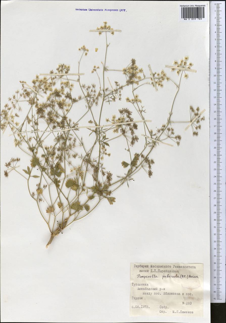 Pimpinella puberula (DC.) Boiss., Middle Asia, Kopet Dag, Badkhyz, Small & Great Balkhan (M1) (Turkmenistan)