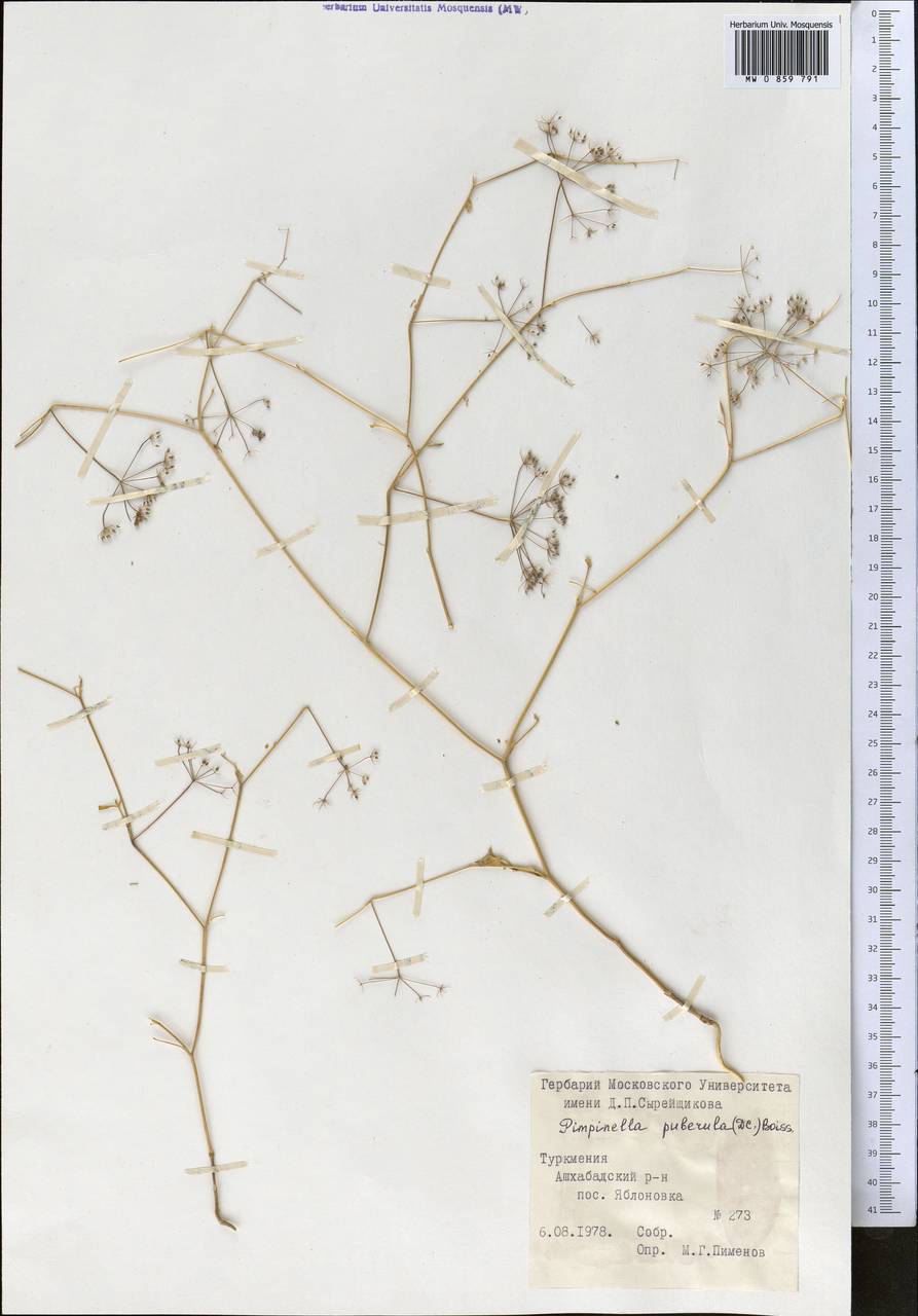Pimpinella puberula (DC.) Boiss., Middle Asia, Kopet Dag, Badkhyz, Small & Great Balkhan (M1) (Turkmenistan)