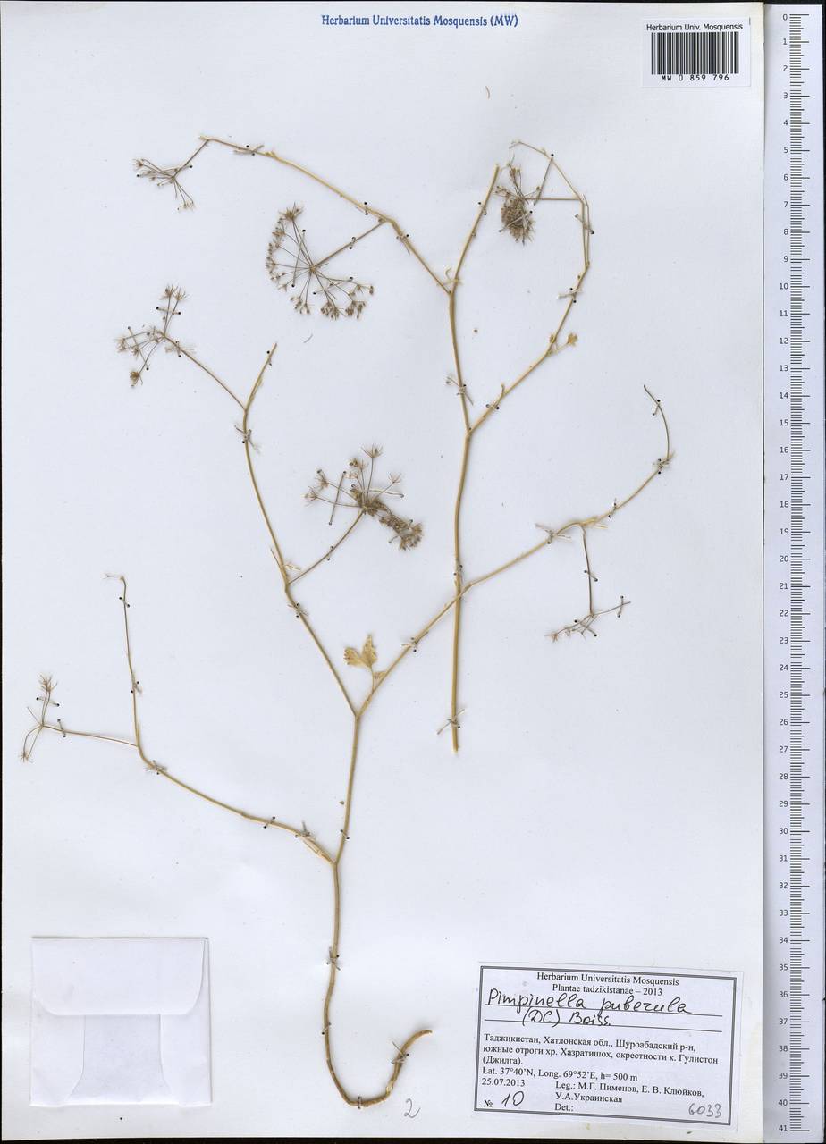 Pimpinella puberula (DC.) Boiss., Middle Asia, Pamir & Pamiro-Alai (M2) (Tajikistan)
