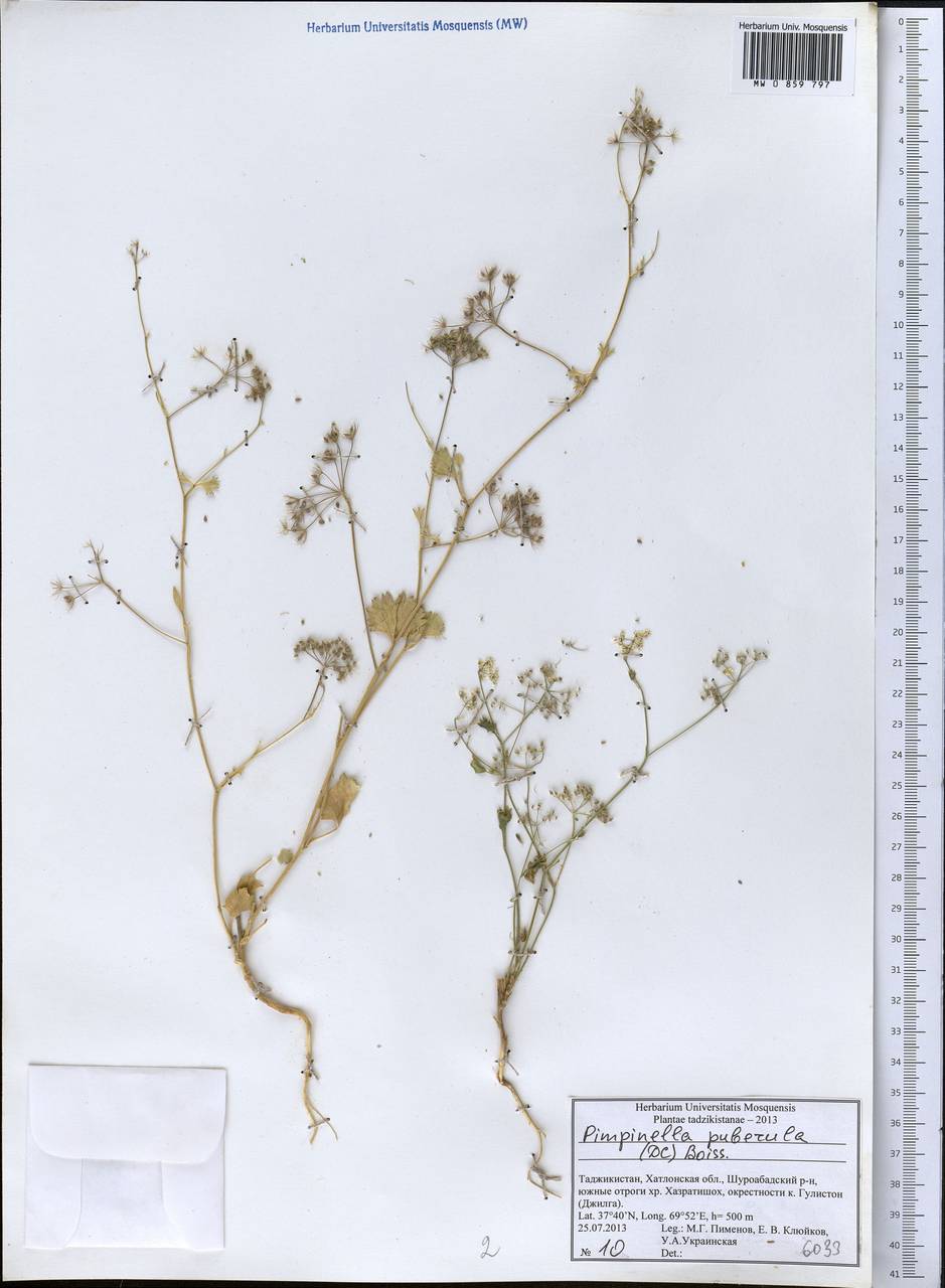 Pimpinella puberula (DC.) Boiss., Middle Asia, Pamir & Pamiro-Alai (M2) (Tajikistan)
