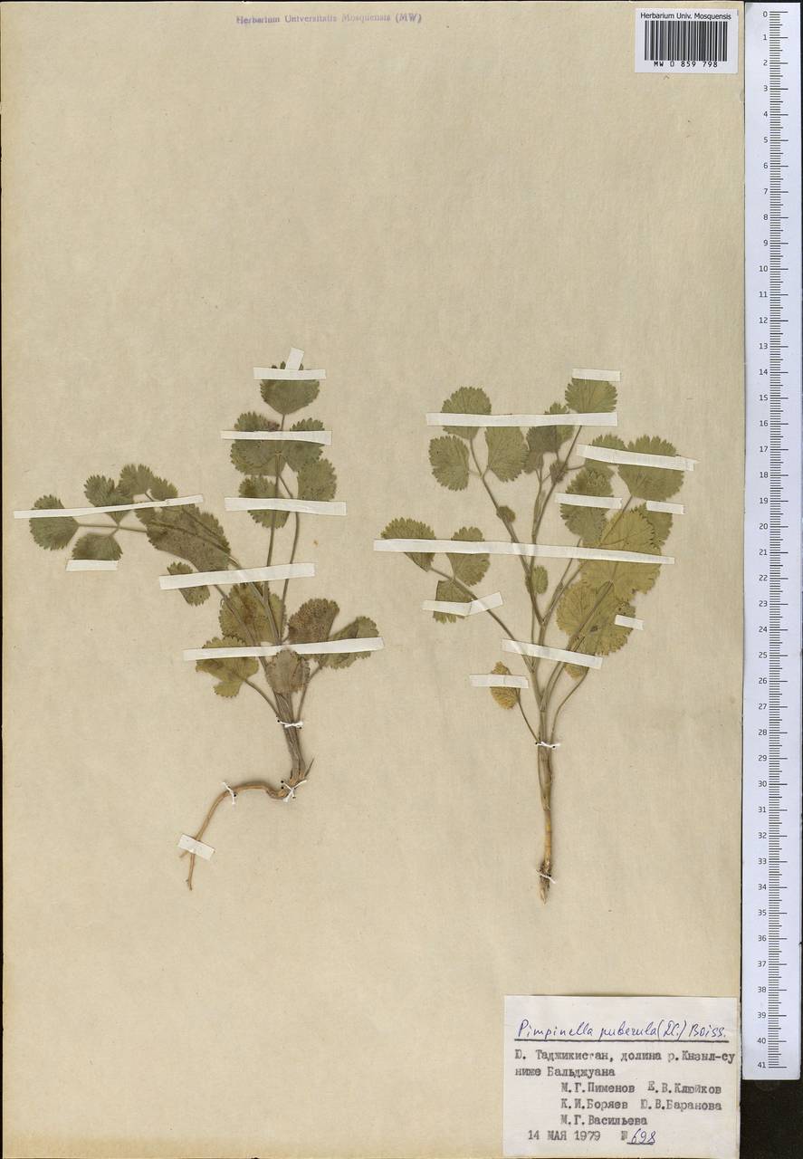 Pimpinella puberula (DC.) Boiss., Middle Asia, Pamir & Pamiro-Alai (M2) (Tajikistan)
