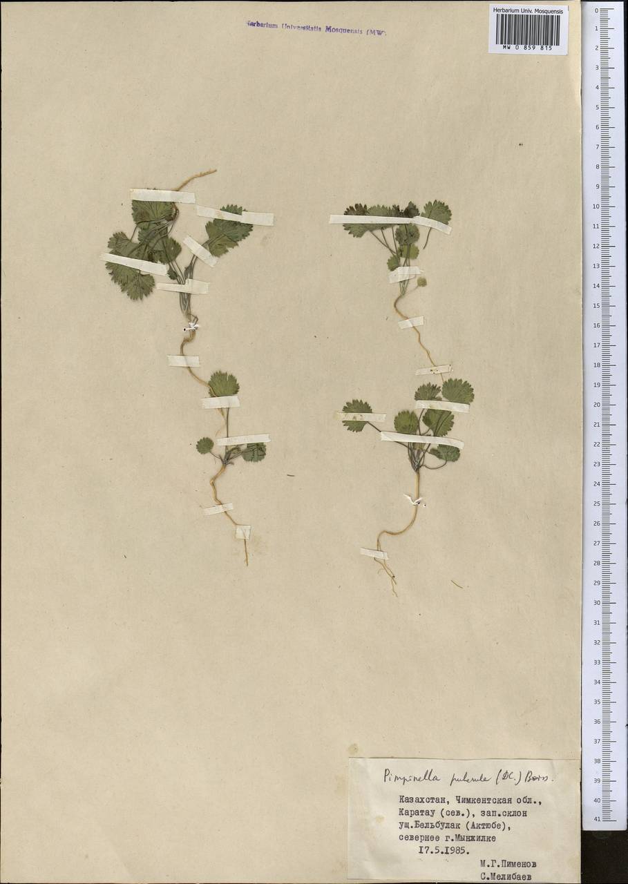 Pimpinella puberula (DC.) Boiss., Middle Asia, Western Tian Shan & Karatau (M3) (Kazakhstan)