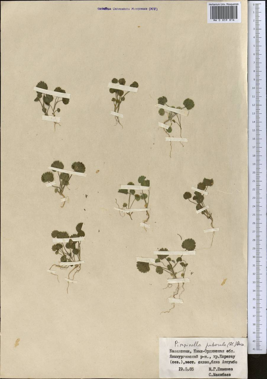 Pimpinella puberula (DC.) Boiss., Middle Asia, Western Tian Shan & Karatau (M3) (Kazakhstan)