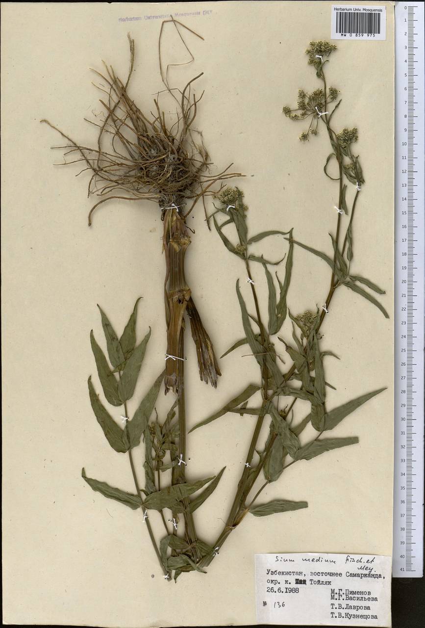 Sium medium Fisch. & C. A. Mey., Middle Asia, Pamir & Pamiro-Alai (M2) (Uzbekistan)