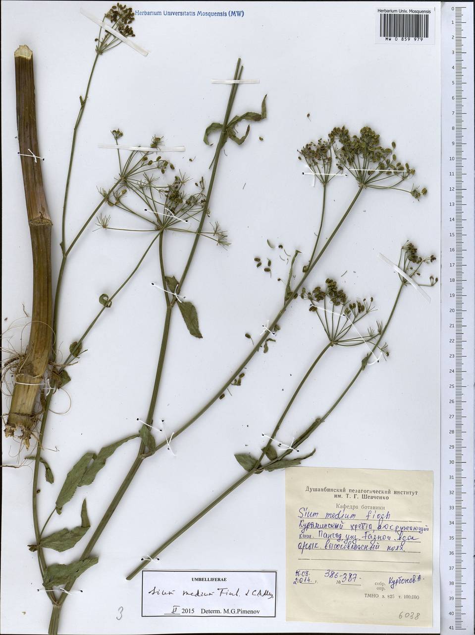 Sium medium Fisch. & C. A. Mey., Middle Asia, Western Tian Shan & Karatau (M3) (Tajikistan)