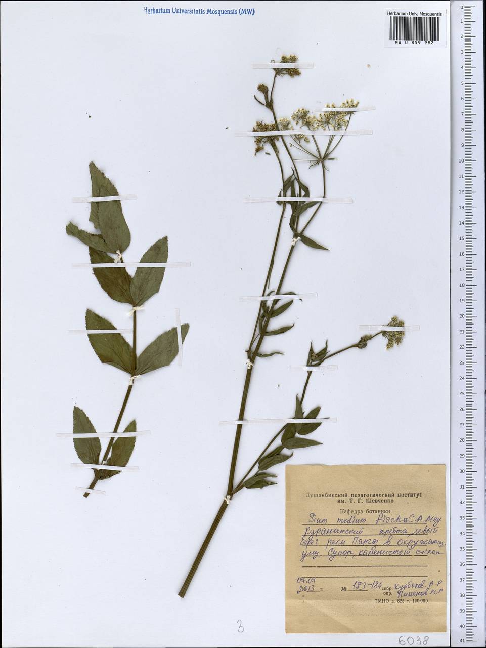 Sium medium Fisch. & C. A. Mey., Middle Asia, Western Tian Shan & Karatau (M3) (Tajikistan)