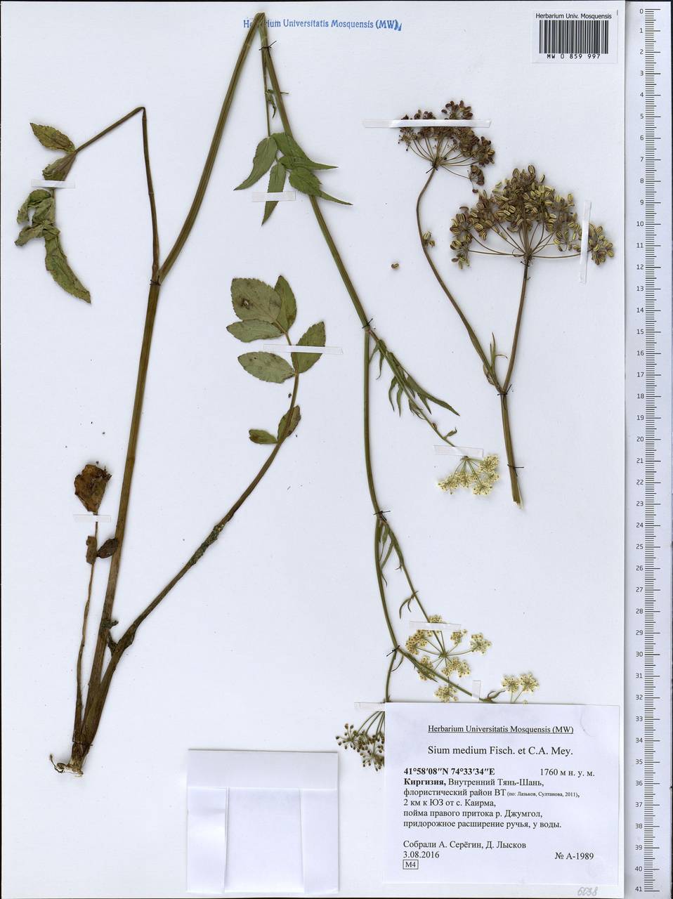 Sium medium Fisch. & C. A. Mey., Middle Asia, Northern & Central Tian Shan (M4) (Kyrgyzstan)