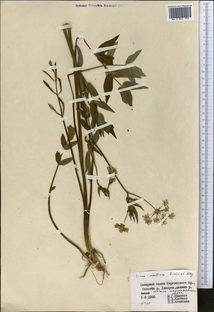 Sium medium Fisch. & C. A. Mey., Middle Asia, Northern & Central Tian Shan (M4) (Kyrgyzstan)