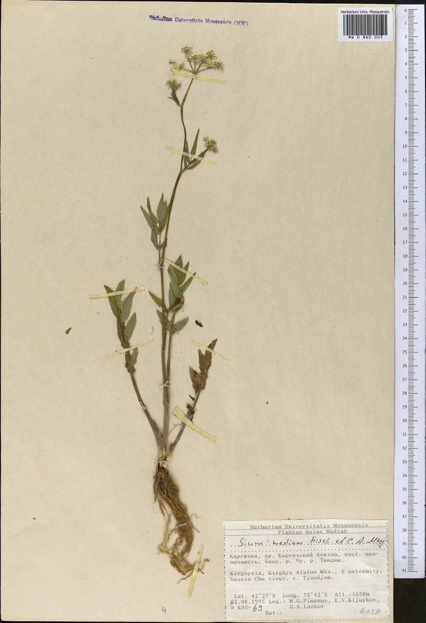 Sium medium Fisch. & C. A. Mey., Middle Asia, Northern & Central Tian Shan (M4) (Kyrgyzstan)