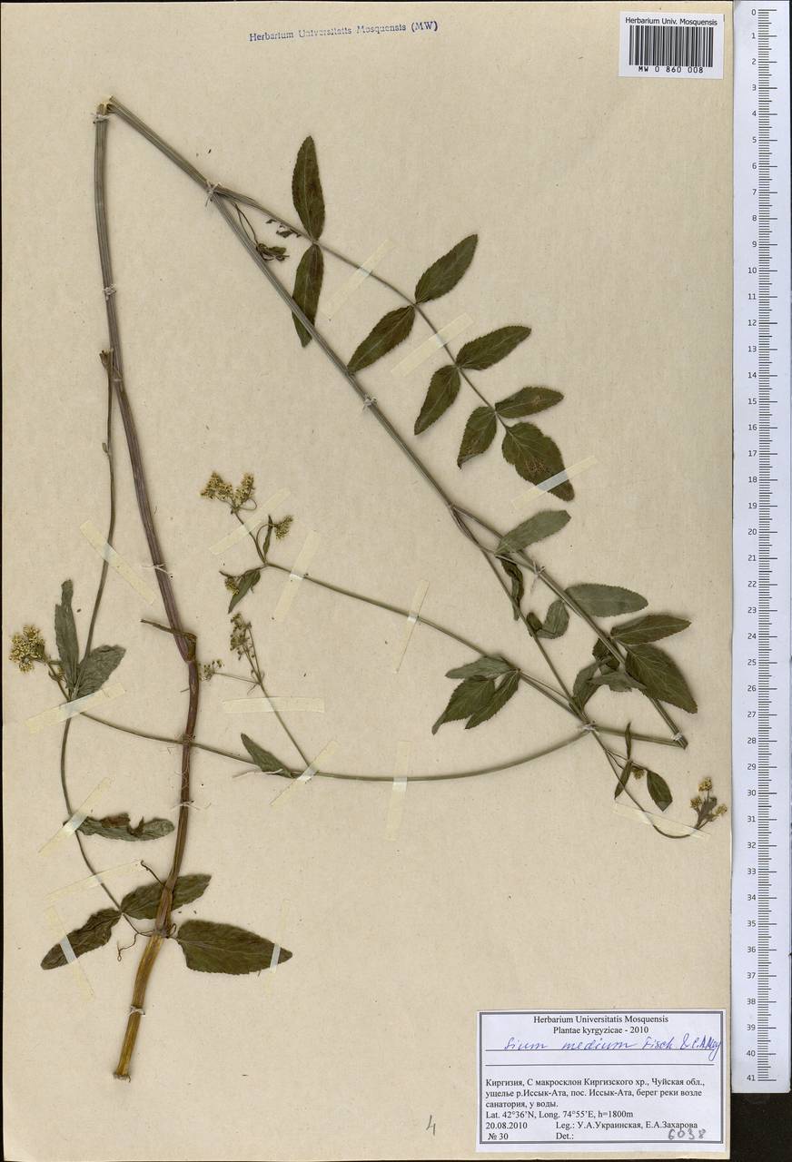 Sium medium Fisch. & C. A. Mey., Middle Asia, Northern & Central Tian Shan (M4) (Kyrgyzstan)