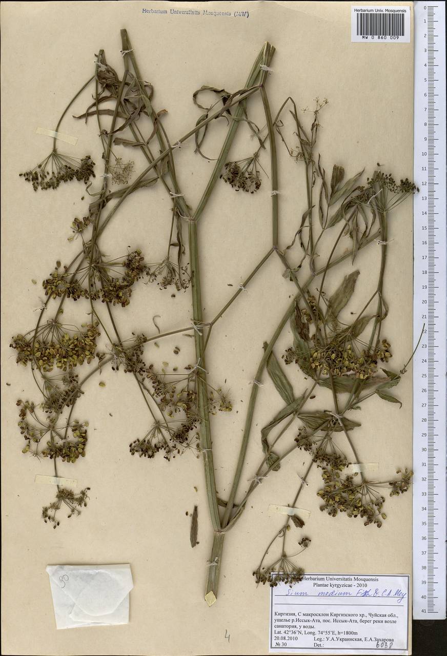 Sium medium Fisch. & C. A. Mey., Middle Asia, Northern & Central Tian Shan (M4) (Kyrgyzstan)