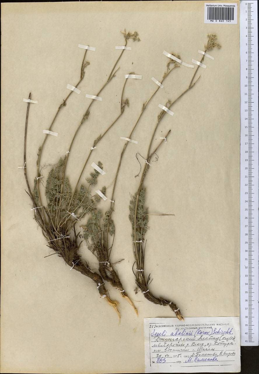 Seseli abolinii (Korovin) Schischk., Middle Asia, Dzungarian Alatau & Tarbagatai (M5) (Kazakhstan)
