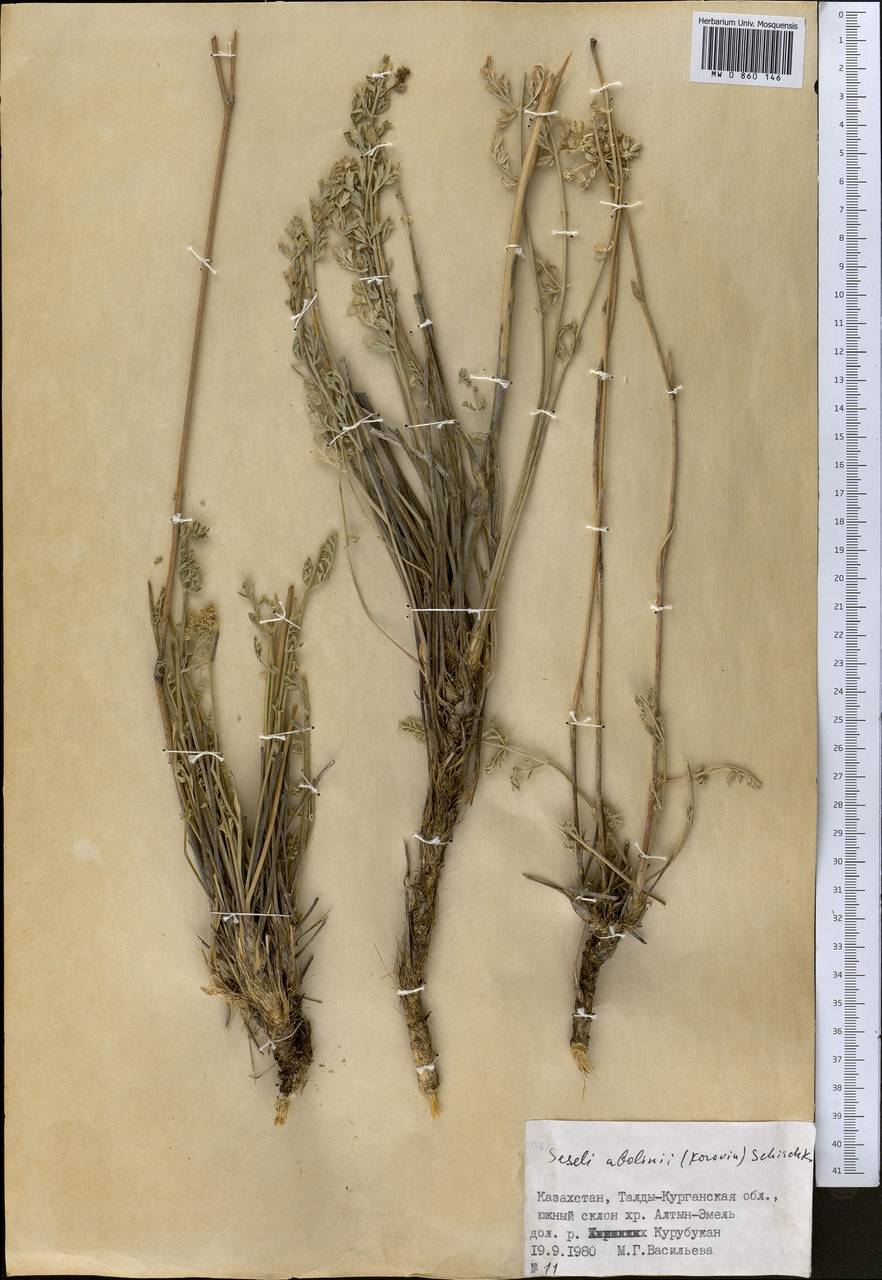 Seseli abolinii (Korovin) Schischk., Middle Asia, Dzungarian Alatau & Tarbagatai (M5) (Kazakhstan)