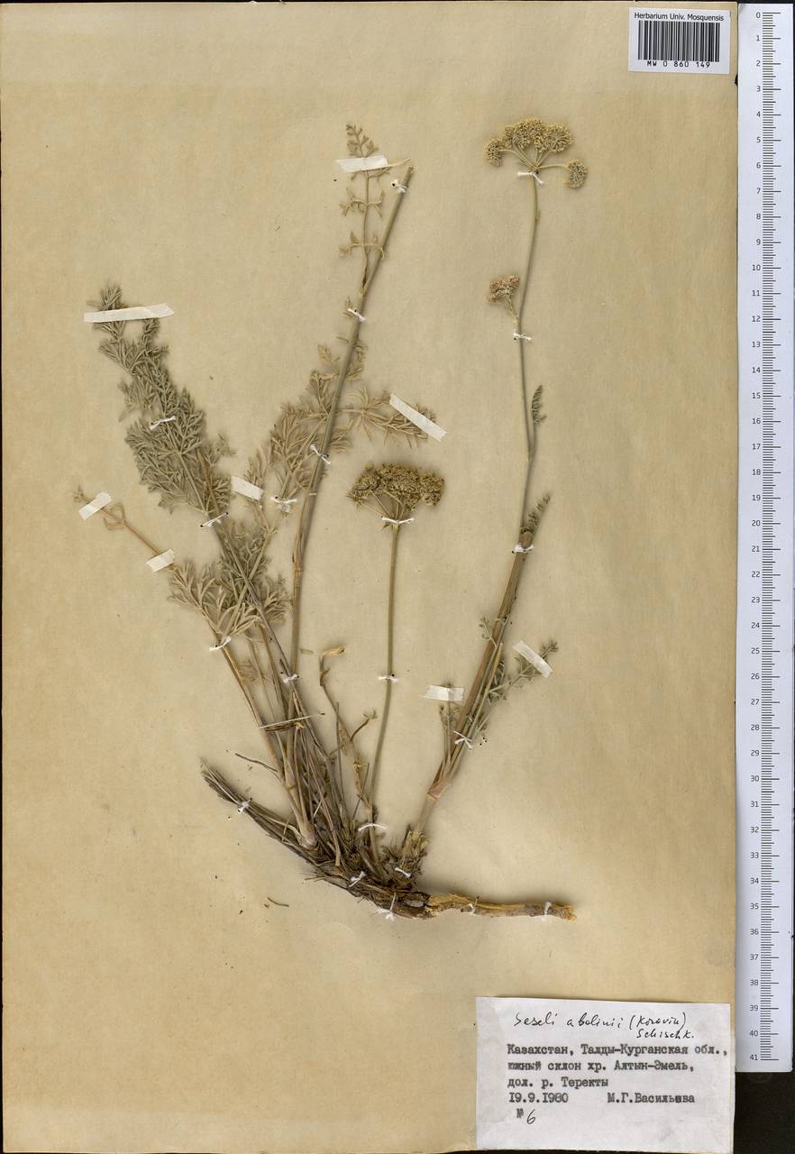 Seseli abolinii (Korovin) Schischk., Middle Asia, Dzungarian Alatau & Tarbagatai (M5) (Kazakhstan)