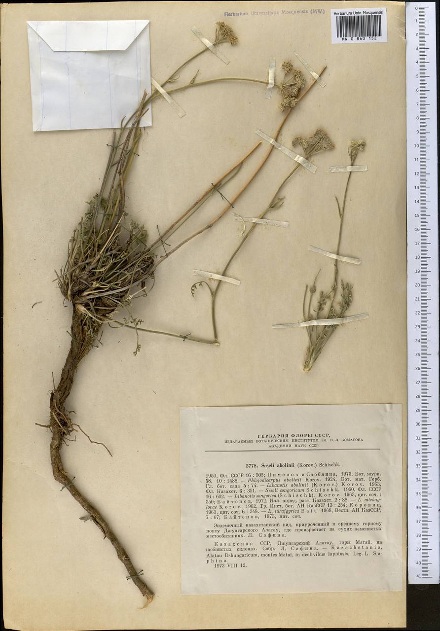 Seseli abolinii (Korovin) Schischk., Middle Asia, Dzungarian Alatau & Tarbagatai (M5) (Kazakhstan)