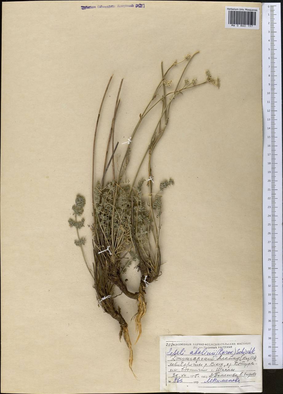 Seseli abolinii (Korovin) Schischk., Middle Asia, Dzungarian Alatau & Tarbagatai (M5) (Kazakhstan)