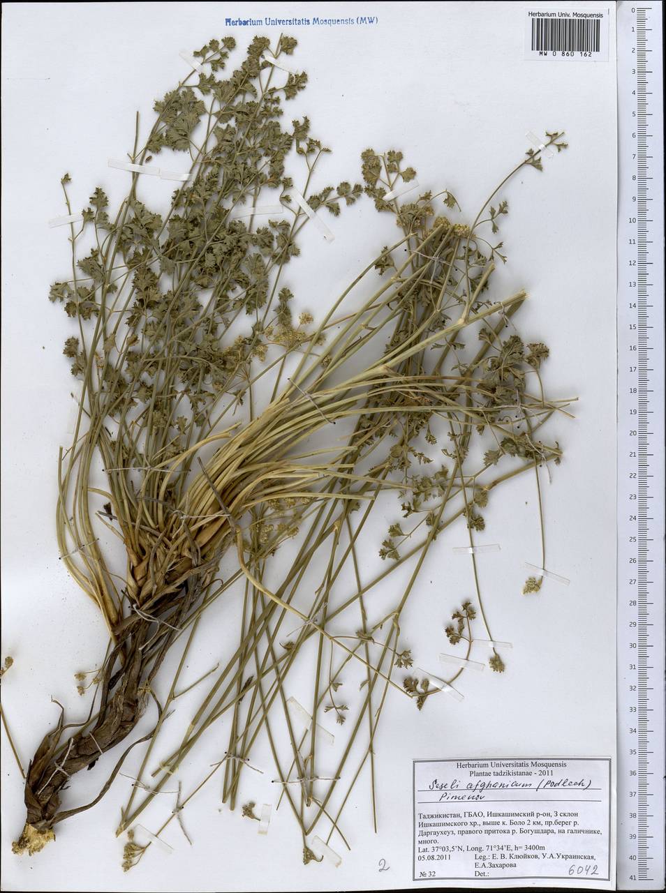 Seseli afghanicum (Podlech) Pimenov, Middle Asia, Pamir & Pamiro-Alai (M2) (Tajikistan)