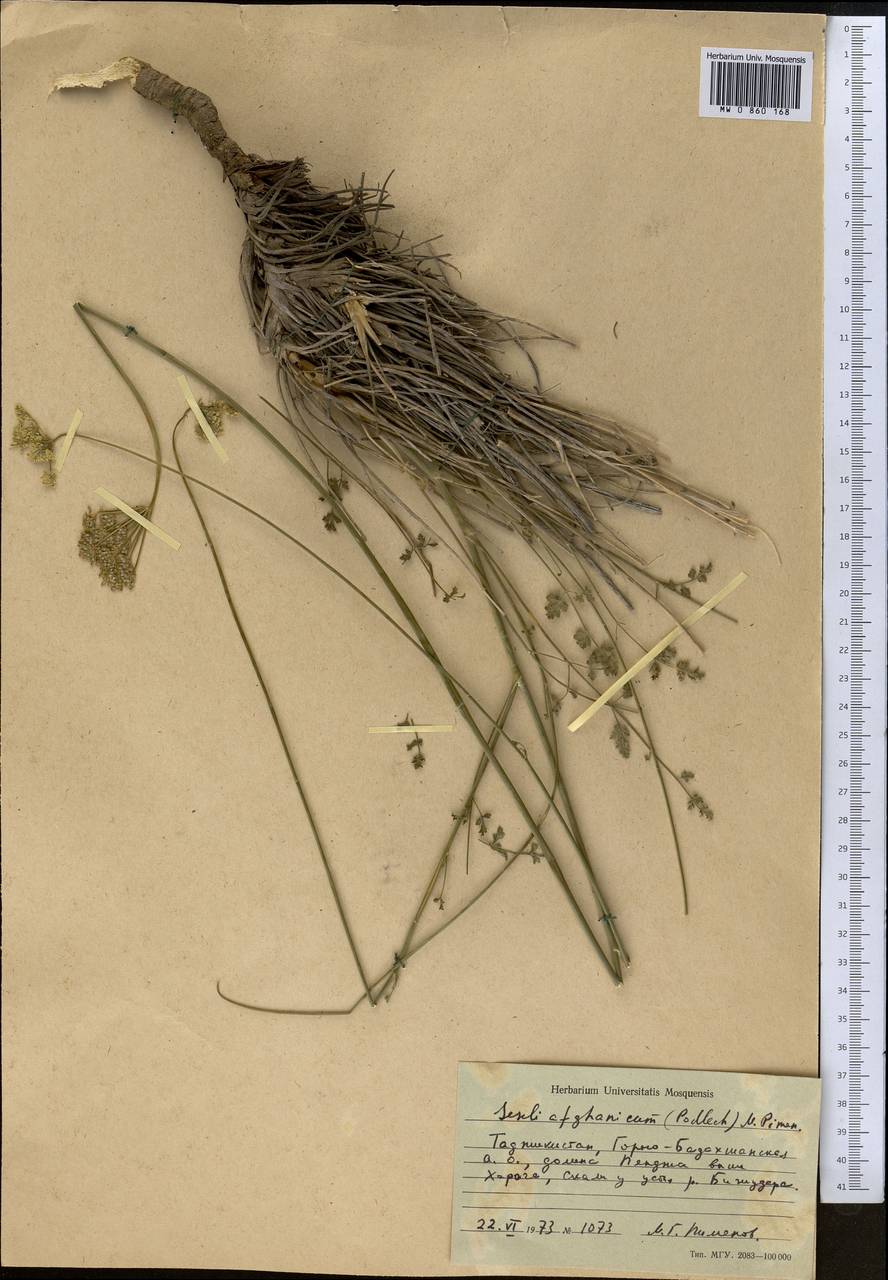 Seseli afghanicum (Podlech) Pimenov, Middle Asia, Pamir & Pamiro-Alai (M2) (Tajikistan)