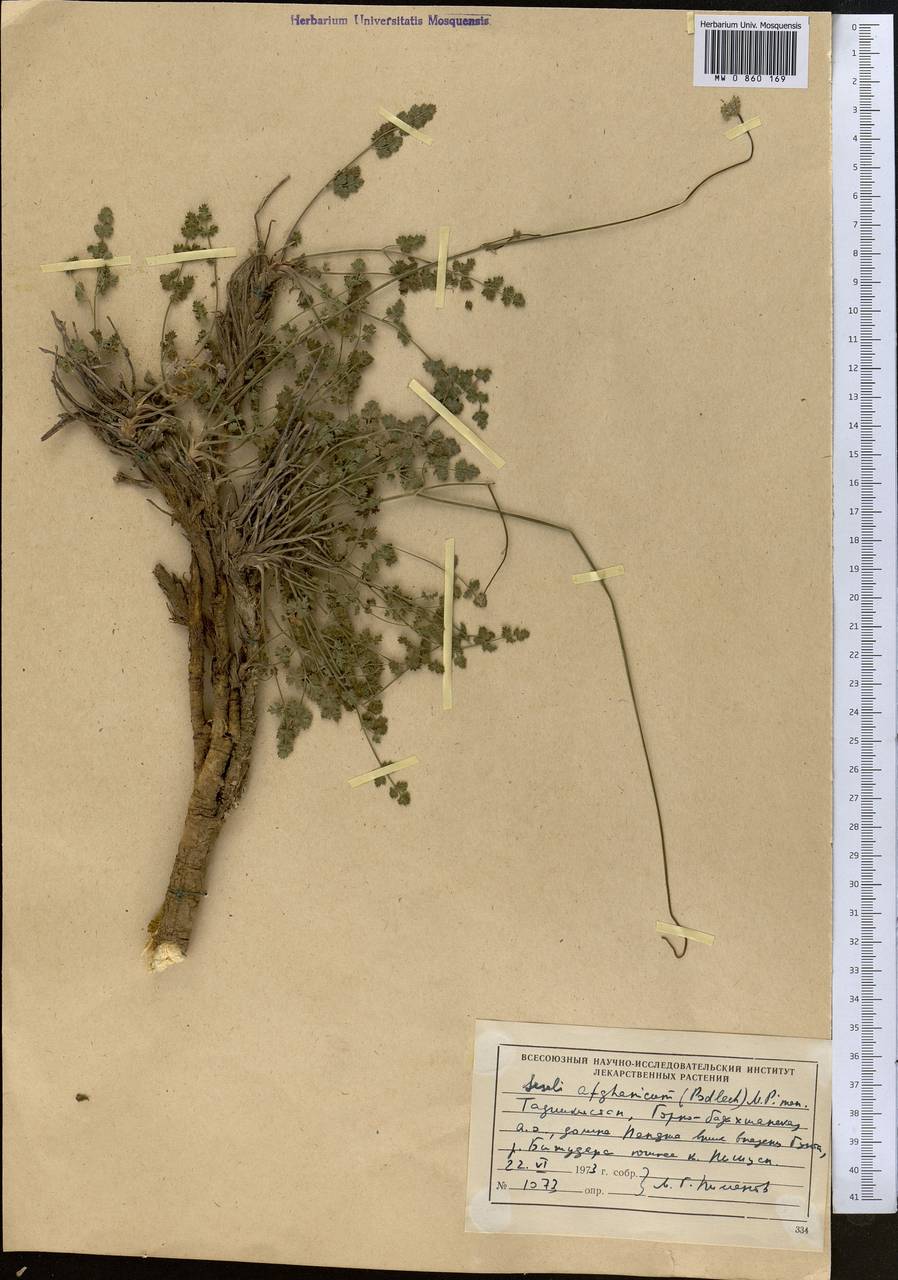 Seseli afghanicum (Podlech) Pimenov, Middle Asia, Pamir & Pamiro-Alai (M2) (Tajikistan)