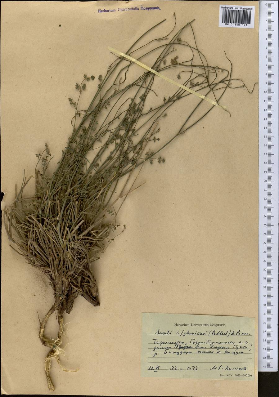Seseli afghanicum (Podlech) Pimenov, Middle Asia, Pamir & Pamiro-Alai (M2) (Tajikistan)