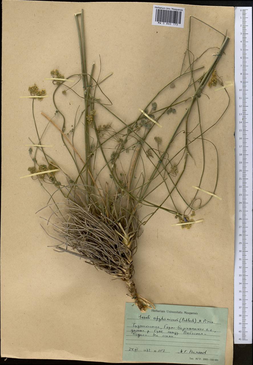 Seseli afghanicum (Podlech) Pimenov, Middle Asia, Pamir & Pamiro-Alai (M2) (Tajikistan)