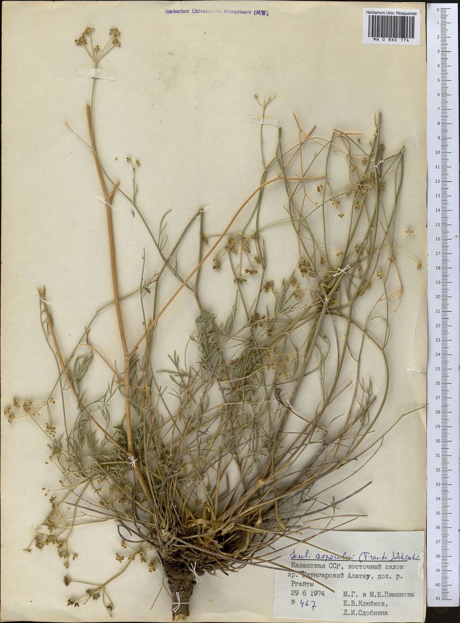 Seseli asperulum (Trautv.) Schischk., Middle Asia, Dzungarian Alatau & Tarbagatai (M5) (Kazakhstan)