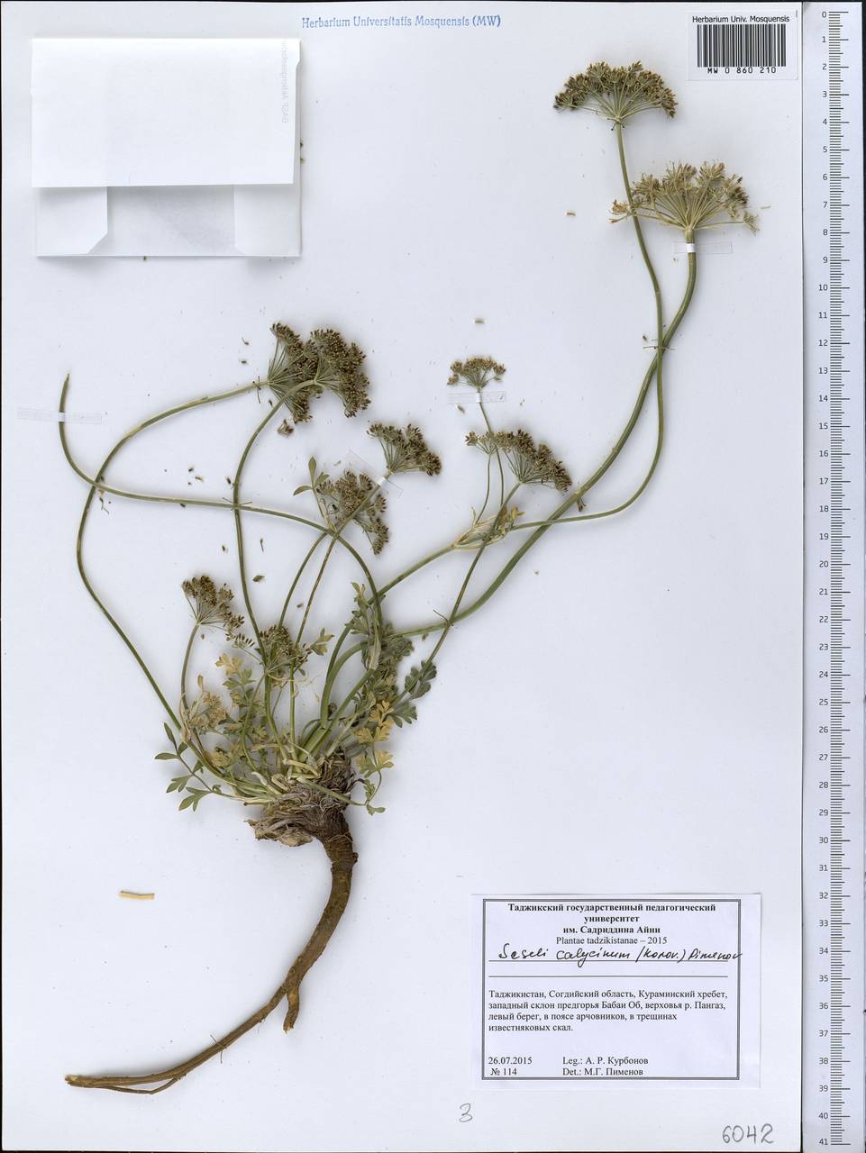 Libanotis calycina Korov., Middle Asia, Western Tian Shan & Karatau (M3) (Tajikistan)