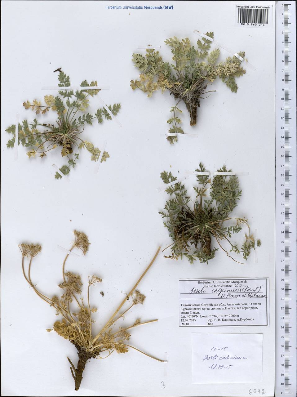 Libanotis calycina Korov., Middle Asia, Western Tian Shan & Karatau (M3) (Tajikistan)