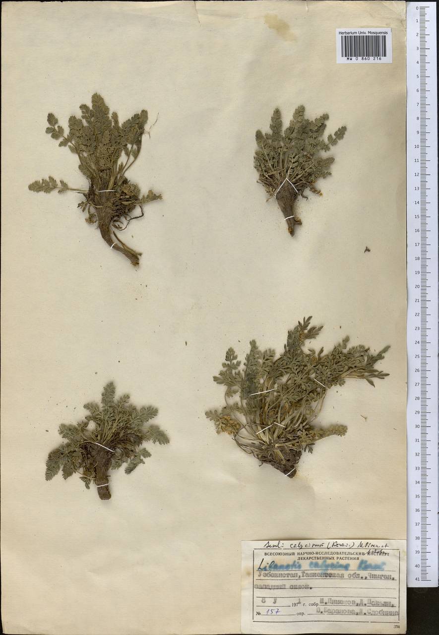 Libanotis calycina Korov., Middle Asia, Western Tian Shan & Karatau (M3) (Uzbekistan)