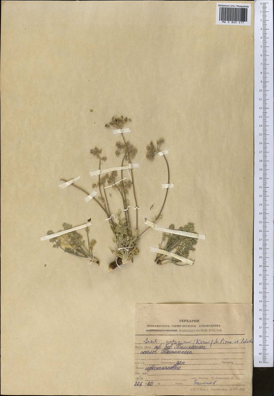 Libanotis calycina Korov., Middle Asia, Western Tian Shan & Karatau (M3) (Uzbekistan)