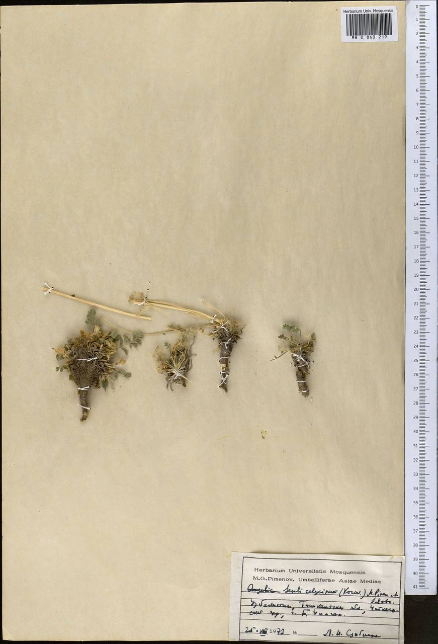 Libanotis calycina Korov., Middle Asia, Western Tian Shan & Karatau (M3) (Uzbekistan)