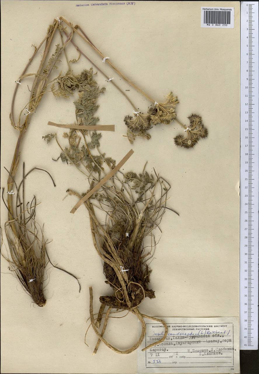 Seseli condensatum (L.) Rchb. fil., Middle Asia, Dzungarian Alatau & Tarbagatai (M5) (Kazakhstan)