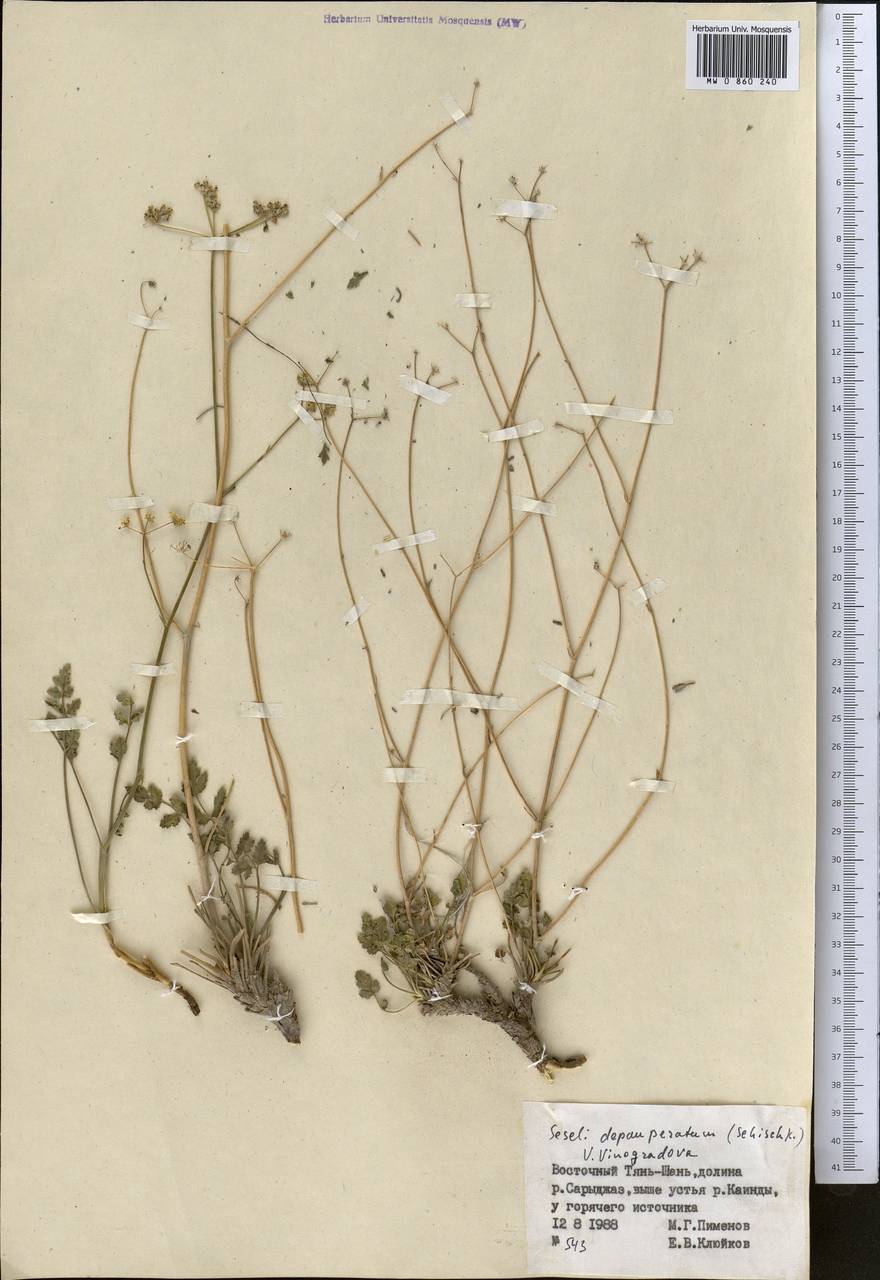 Eriocycla pelliotii (H. Boiss.) H. Wolff, Middle Asia, Northern & Central Tian Shan (M4) (Kyrgyzstan)