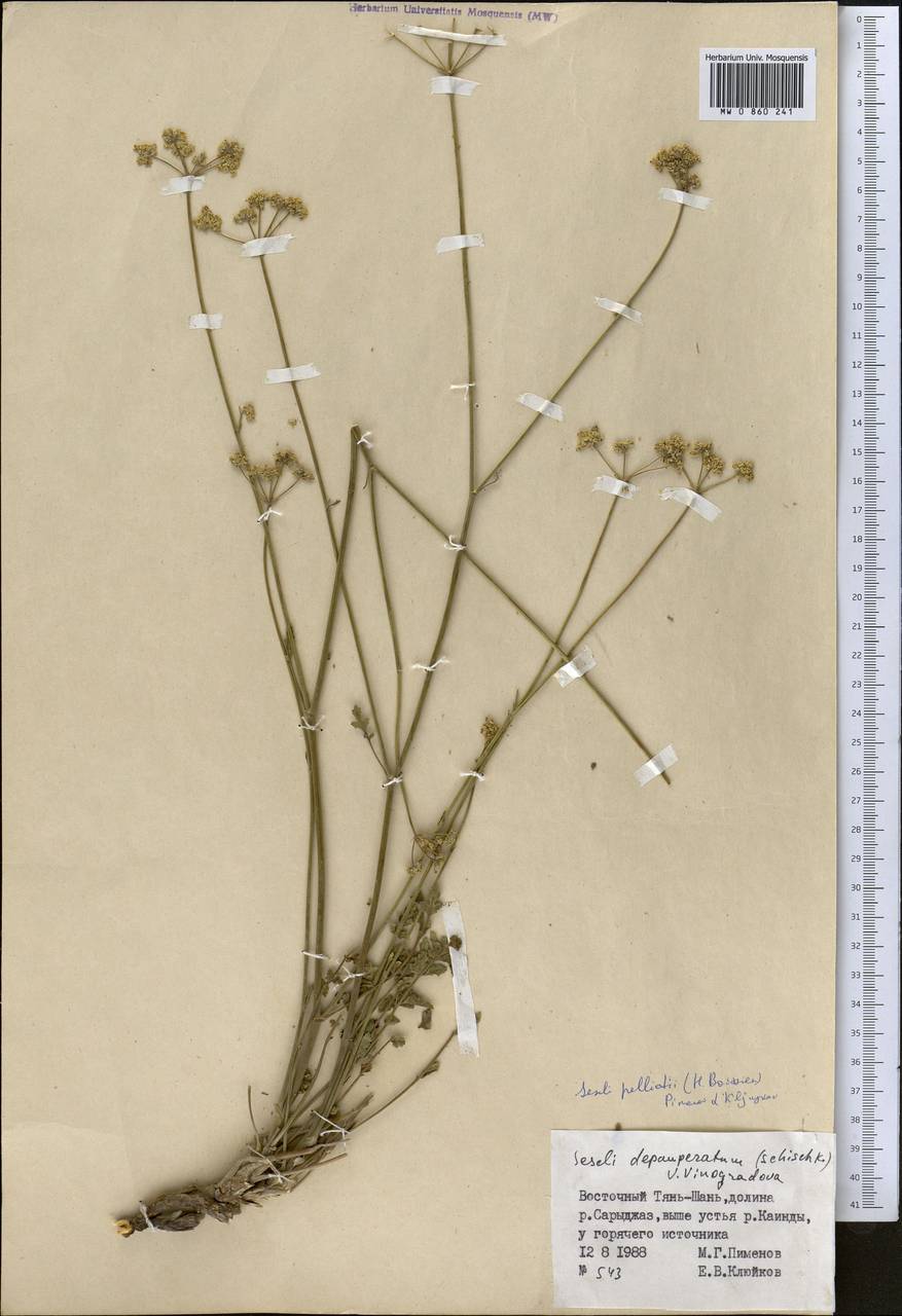 Eriocycla pelliotii (H. Boiss.) H. Wolff, Middle Asia, Northern & Central Tian Shan (M4) (Kyrgyzstan)