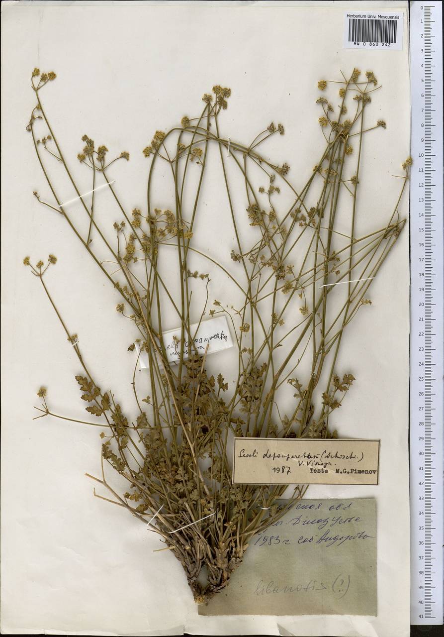 Eriocycla pelliotii (H. Boiss.) H. Wolff, Middle Asia, Northern & Central Tian Shan (M4) (Kyrgyzstan)