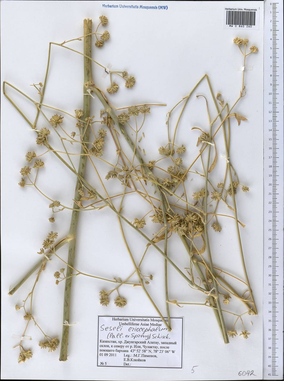 Seseli eriocephalum (Pall. ex Spreng.) Schischk., Middle Asia, Dzungarian Alatau & Tarbagatai (M5) (Kazakhstan)